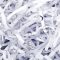 Protect your Confidential Information by Shredding Them in a Proper Manner
