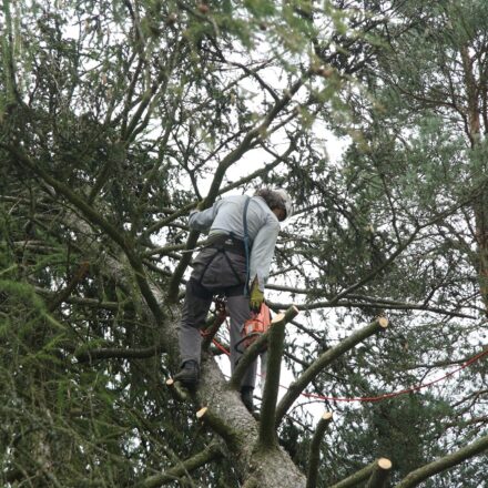 Looking For An Arborist Singapore? Here It Is
